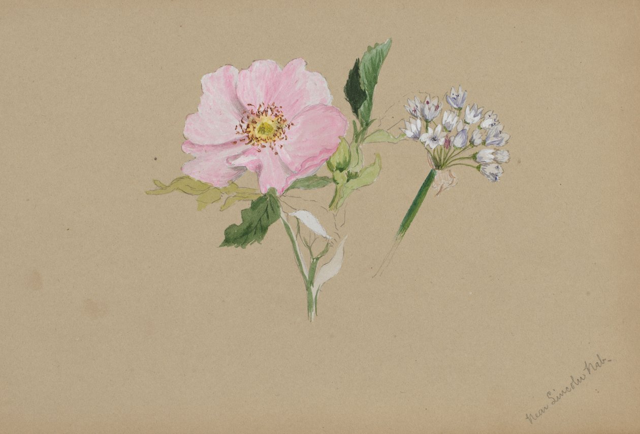 Ohne Titel--Blumenstudie, ca. 1876-1878 von Mary Vaux Walcott