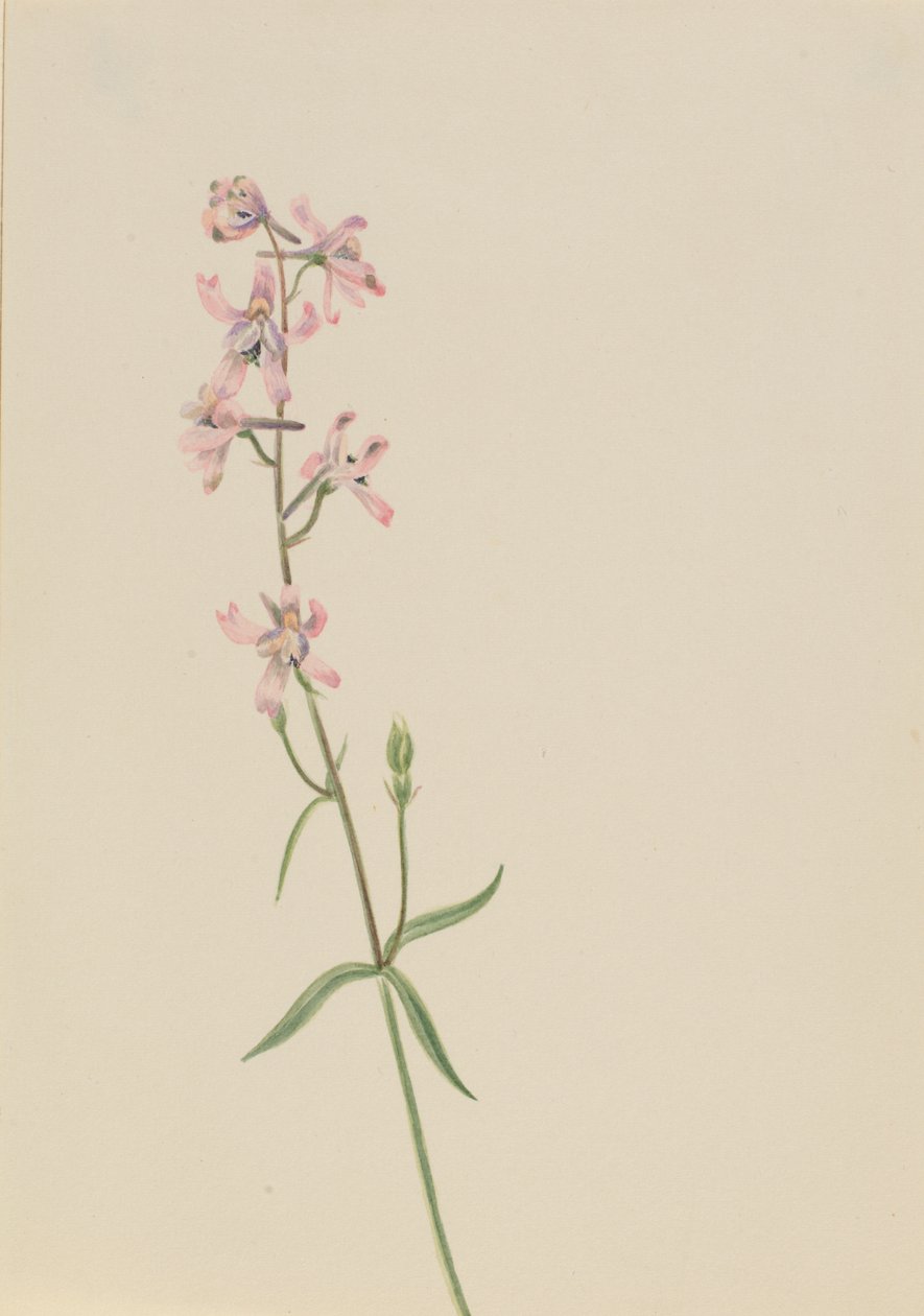 Ohne Titel--Blumenstudie, ca. 1900-1930 von Mary Vaux Walcott