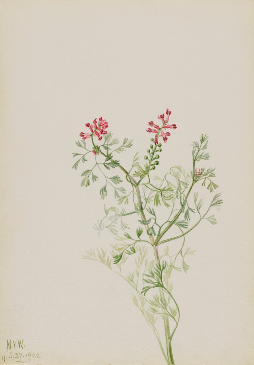 Ohne Titel - Pflanzenstudie von Mary Vaux Walcott