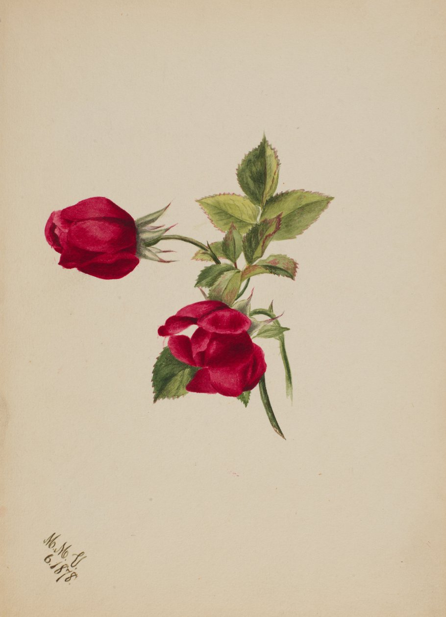 Ohne Titel--Rose, 1878 von Mary Vaux Walcott