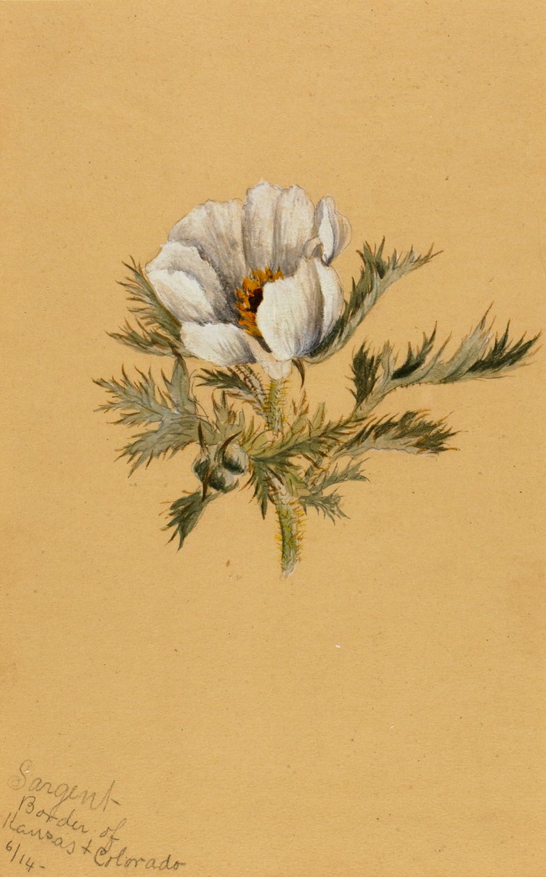 Ohne Titel, Blumenstudie, 1883 von Mary Vaux Walcott