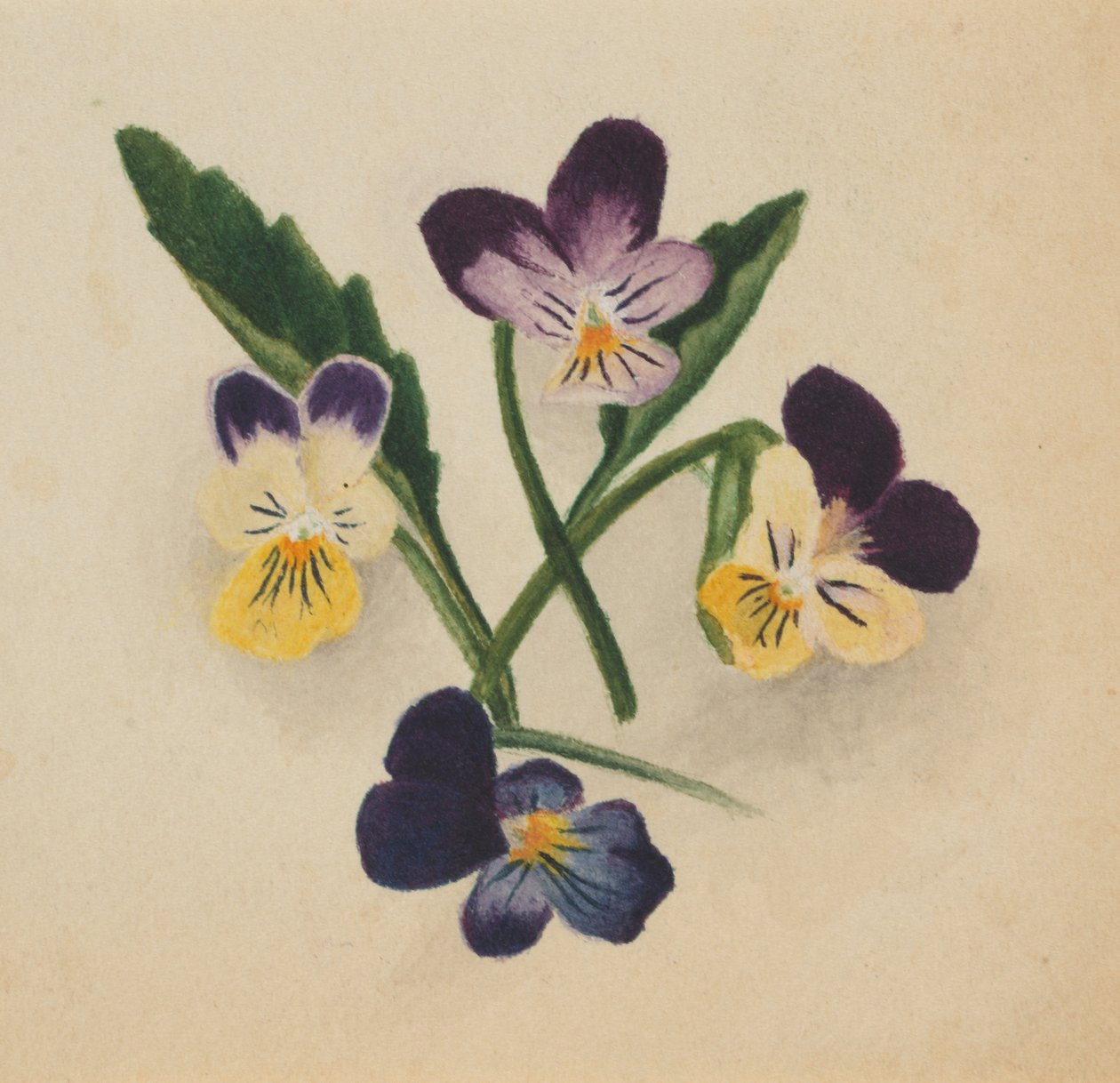 Unbetitelte Stiefmütterchen, 1874 von Mary Vaux Walcott