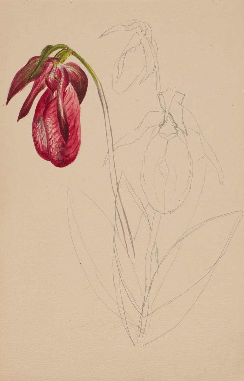 Unbetitelte Unvollendete Skizze von Mary Vaux Walcott