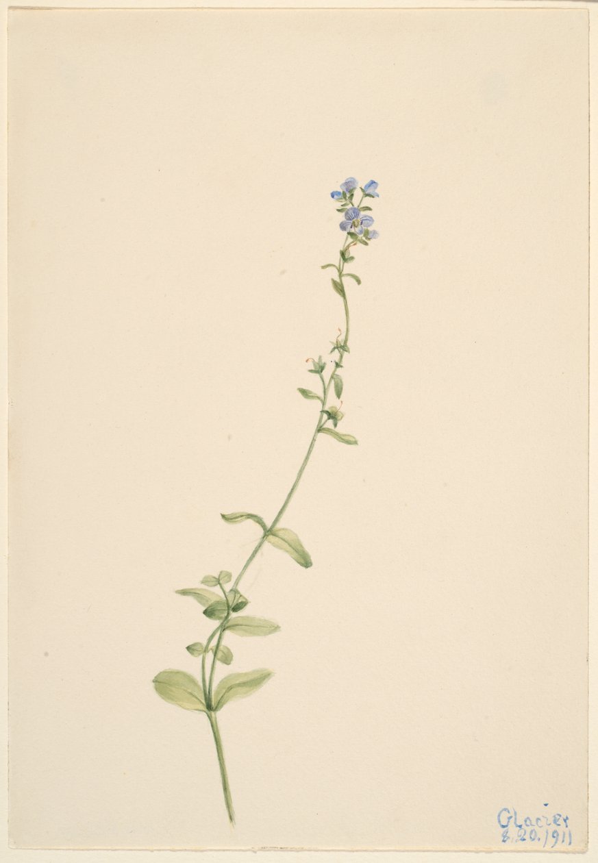 Veronica serpyllifolia von Mary Vaux Walcott