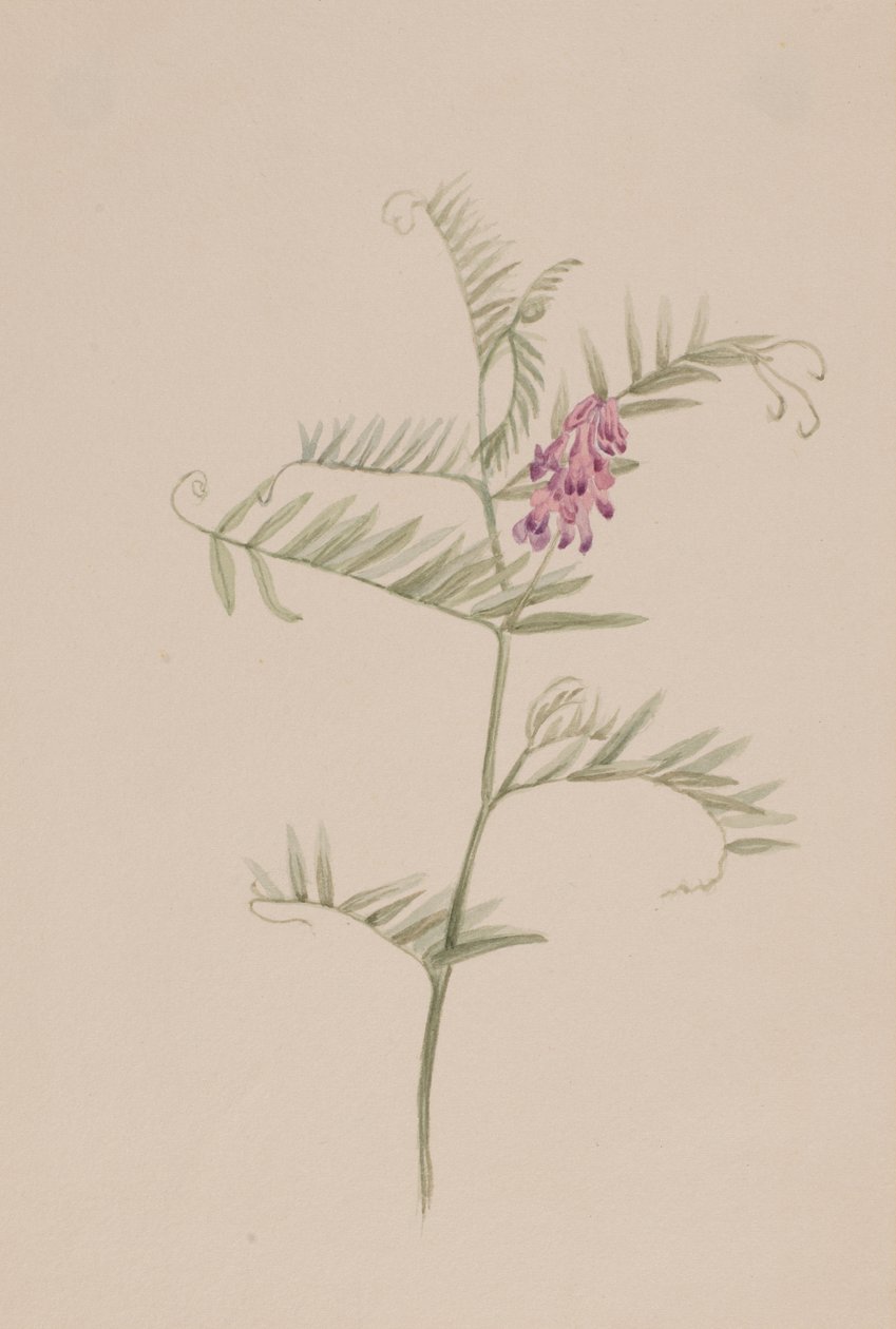 Vicia americana, ca. 1917-1918 von Mary Vaux Walcott