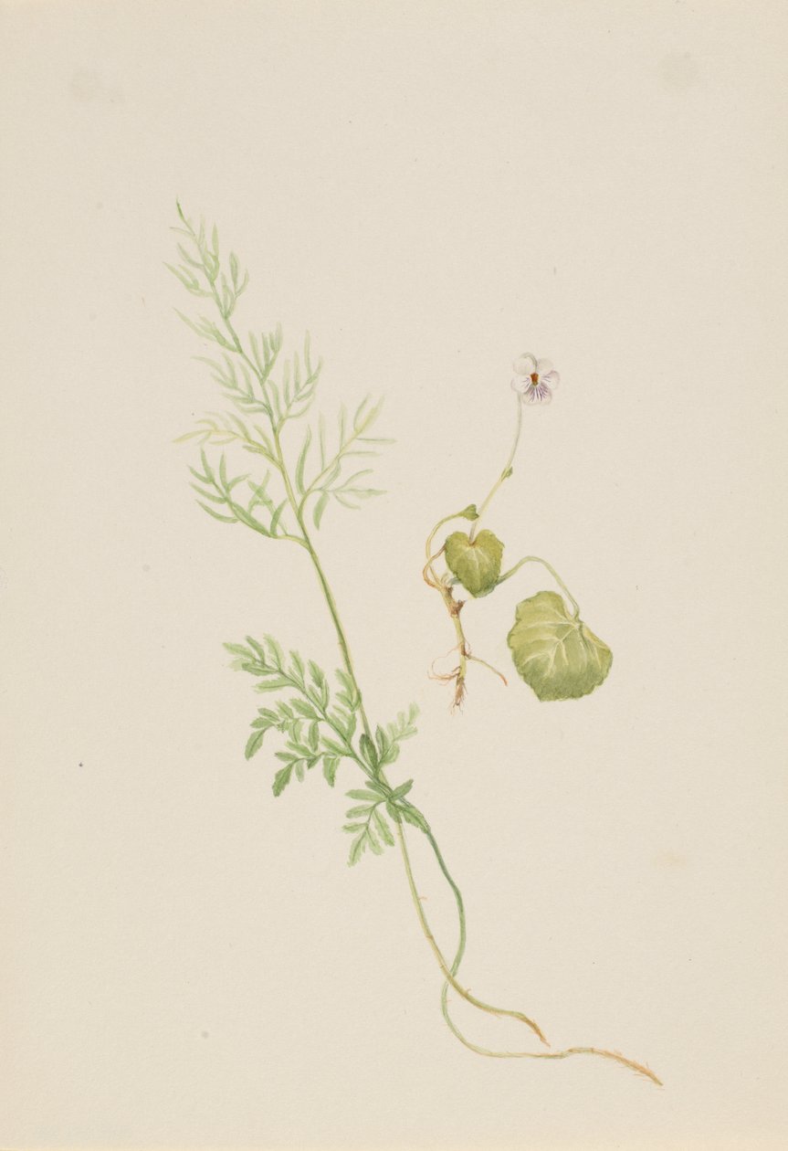 Sumpfveilchen von Mary Vaux Walcott