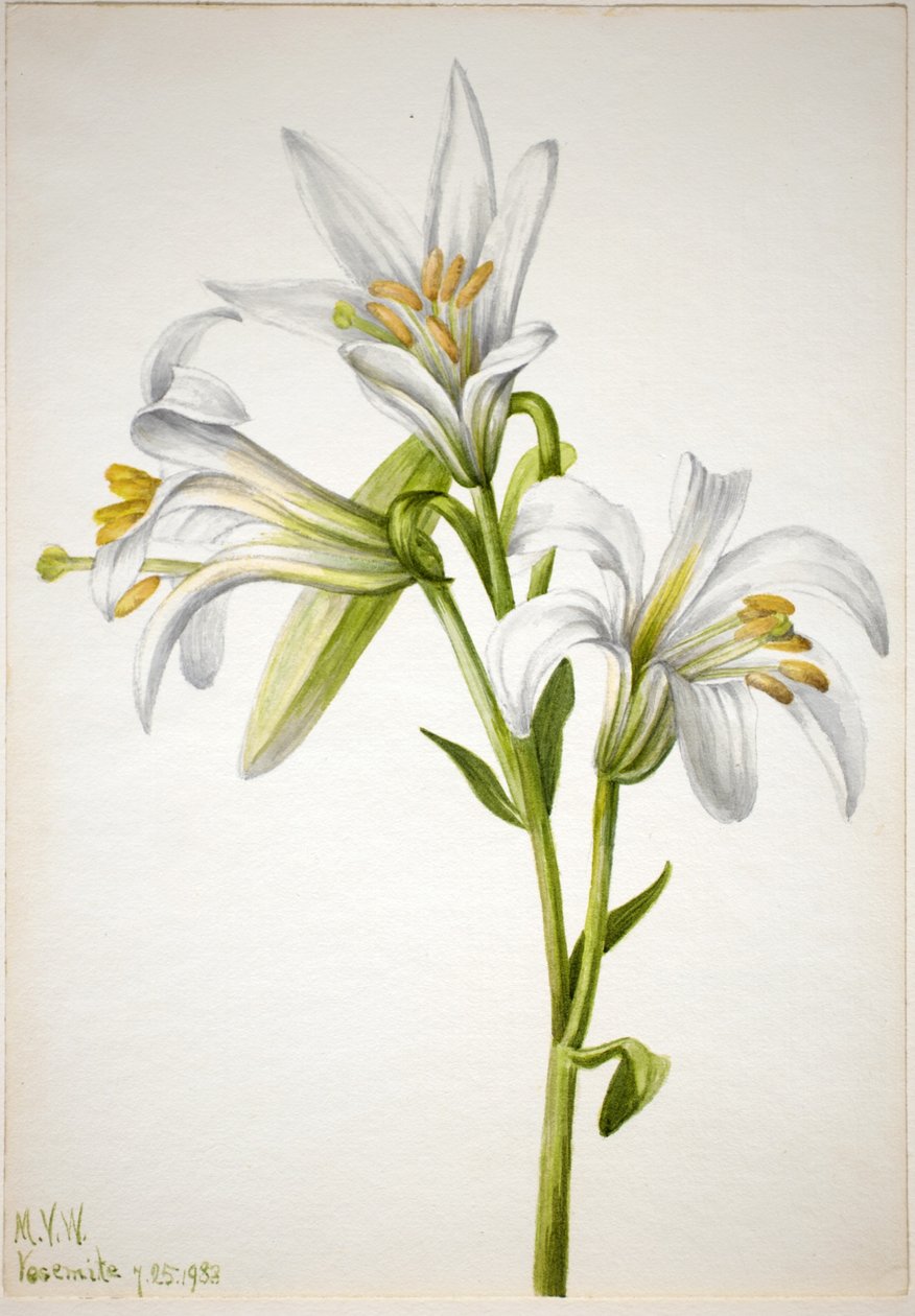 Washington-Lilie (Lilium washingtonianum) von Mary Vaux Walcott