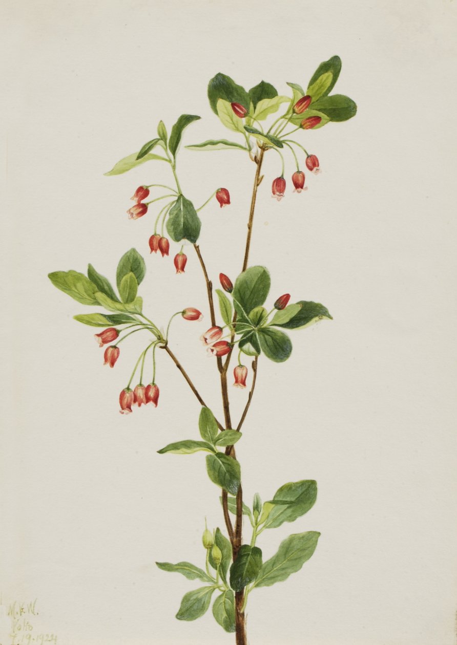 Westliche Menziesia Menziesia glabella von Mary Vaux Walcott