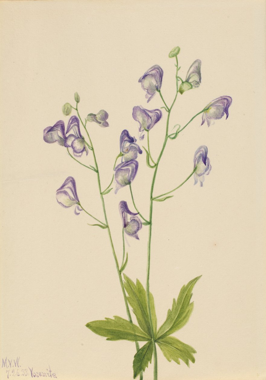 Westlicher Eisenhut (Aconitum columbianum) von Mary Vaux Walcott