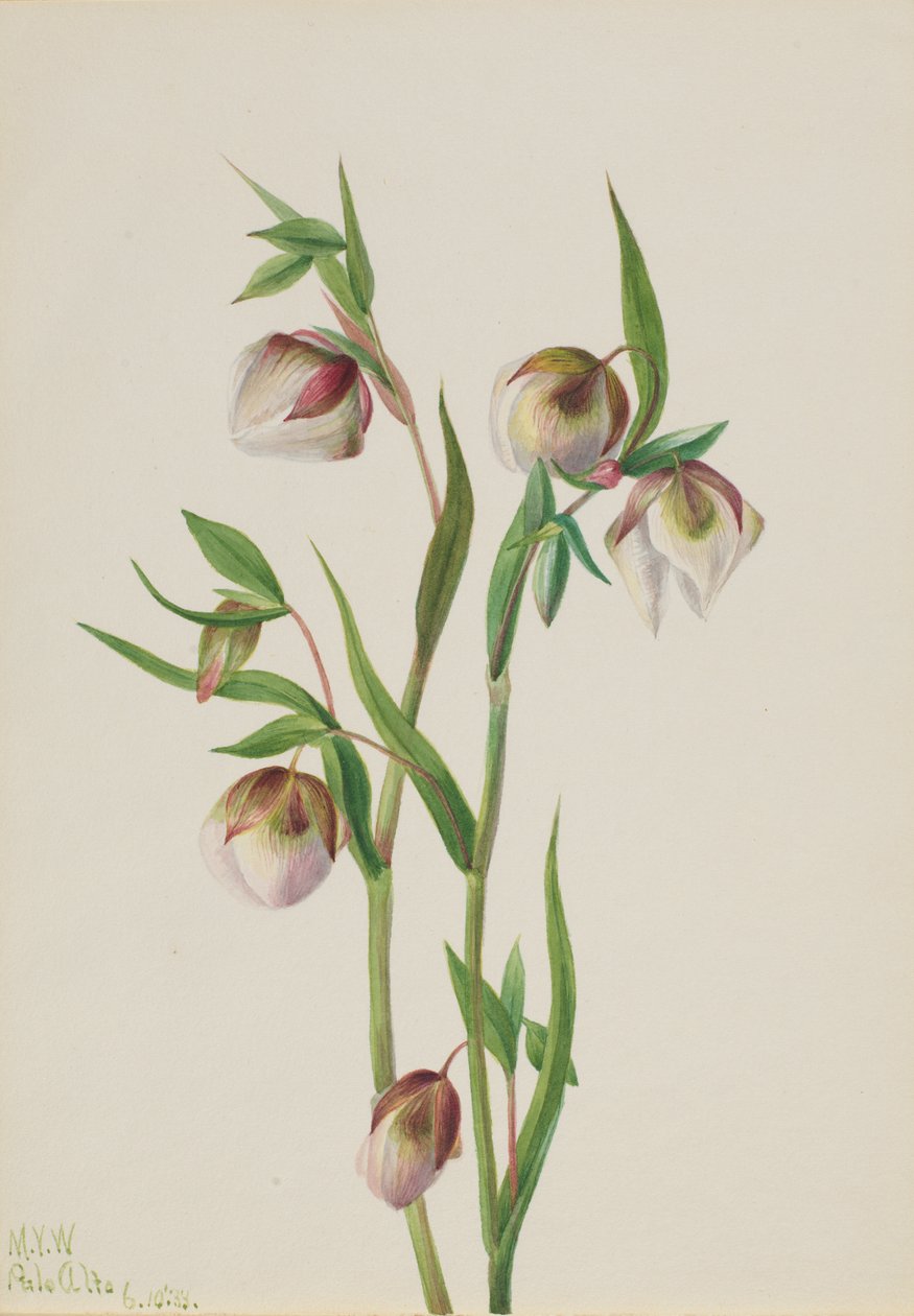 Weißer Feenlaterne Calochortus albus, 1933 von Mary Vaux Walcott