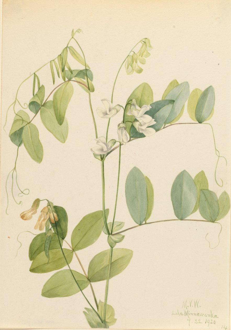Weiße Erbse Lathyrus ochroleucus, 1920 von Mary Vaux Walcott