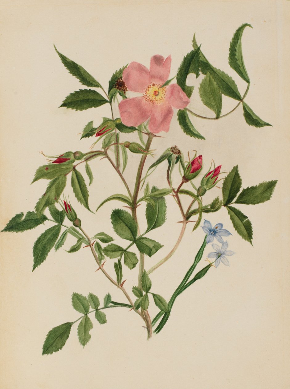 Wilde Rose und Blauäugiges Gras (Rosa-Arten und Sisyrinchium-Arten) von Mary Vaux Walcott