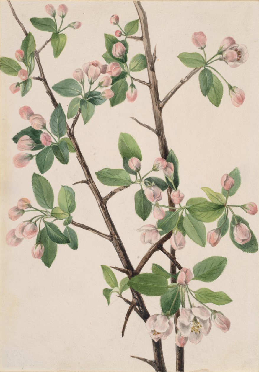 Wilder süßer Apfel Malus coronaria, 1920 von Mary Vaux Walcott