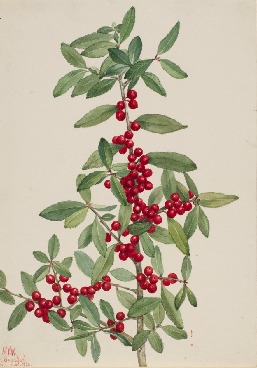 Yaupon (Ilex vomitoria) von Mary Vaux Walcott