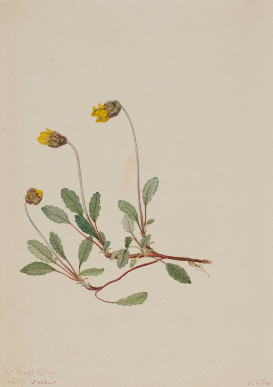 Gelbe Dryade Dryas drummondii, 1904 von Mary Vaux Walcott