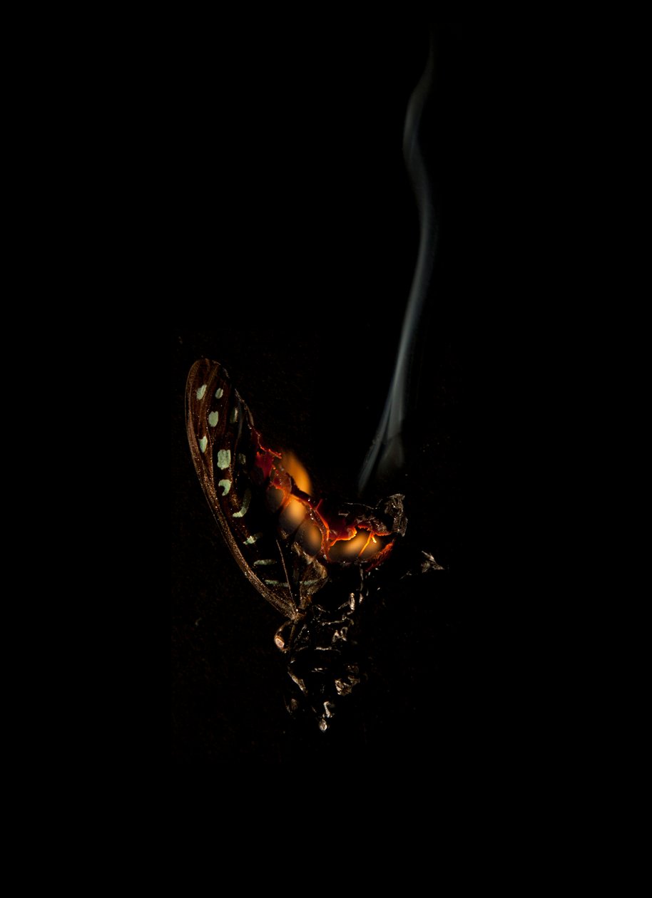 Brennender Schmetterling 5, 2013 von Mat Collishaw