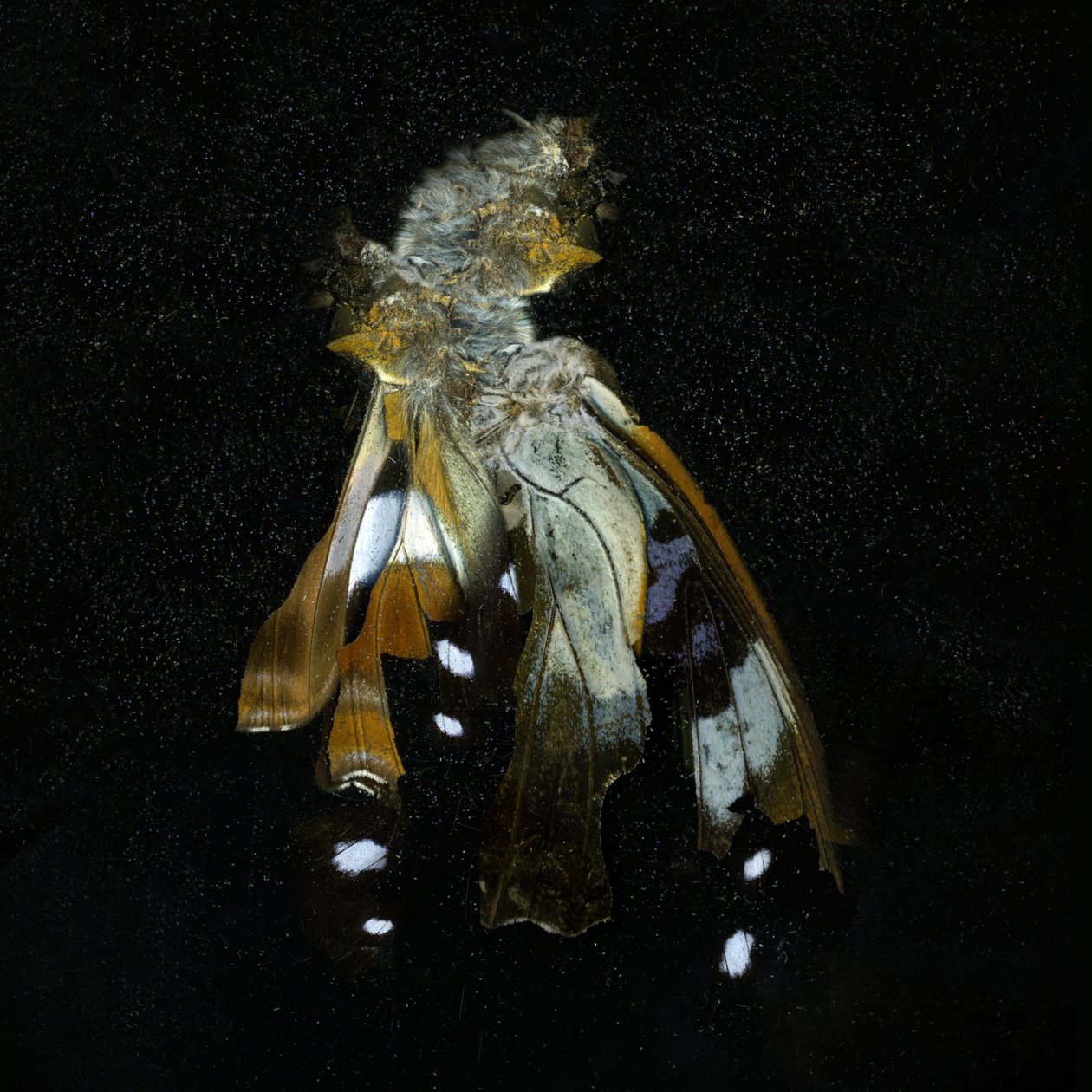 Insektizid 38 von Mat Collishaw