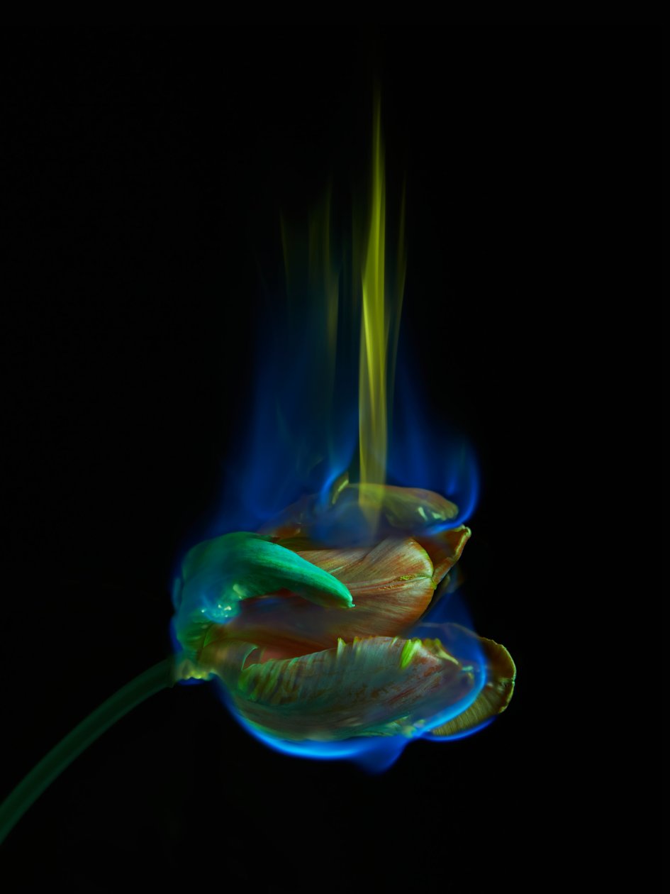 Die vergiftete Seite, 2013 von Mat Collishaw