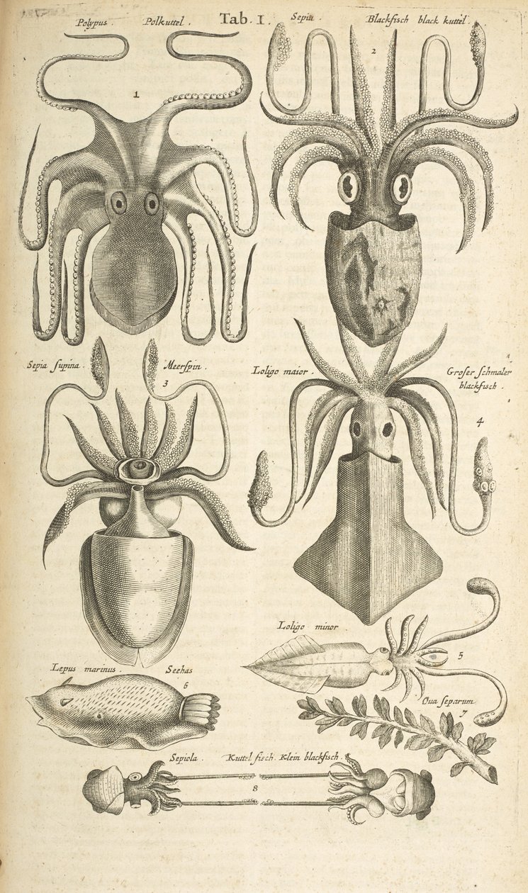 Tafel I, Oktopus, Illustration aus 