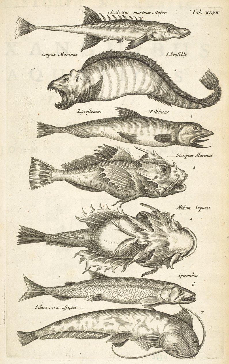 Tafel XLVII, Fischarten, Illustration aus 