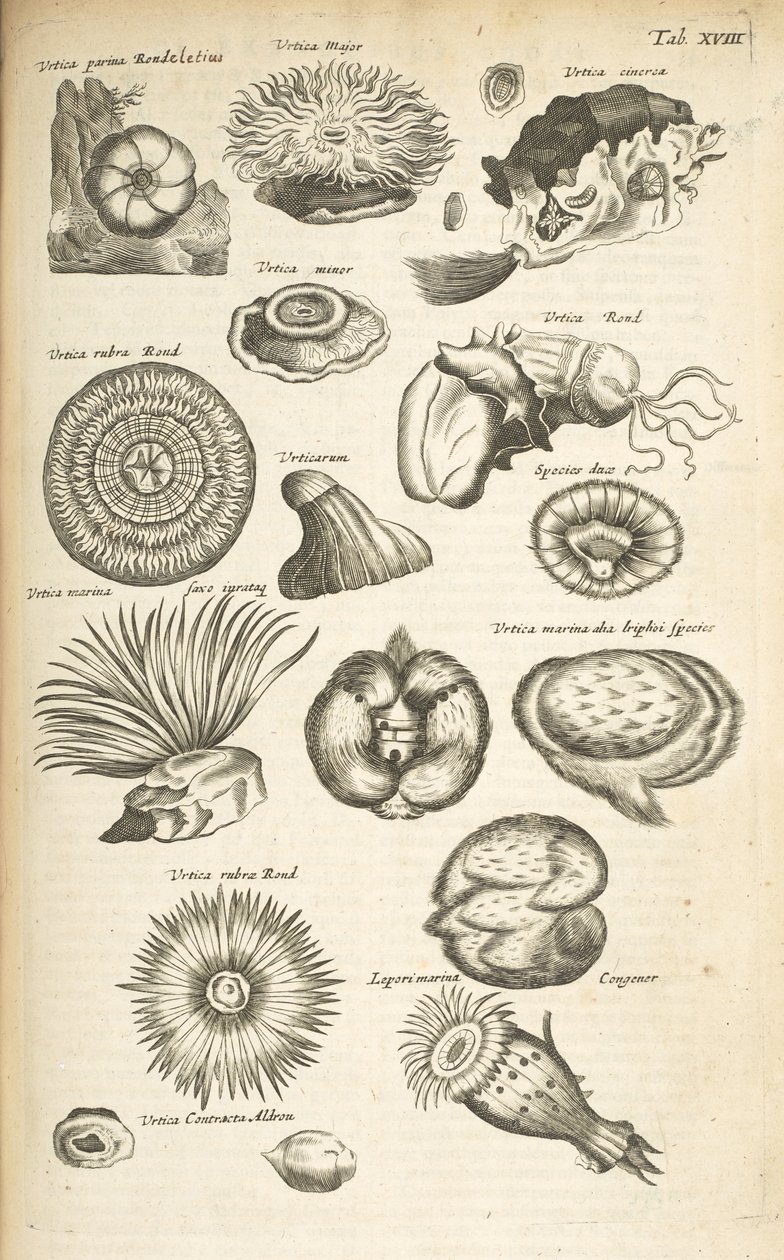 Tafel XVIII, Meeresleben, Illustration aus 