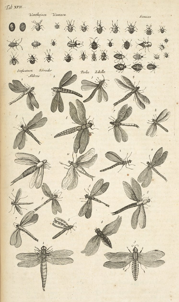 Tafel XVII, Libellen, Illustration aus 