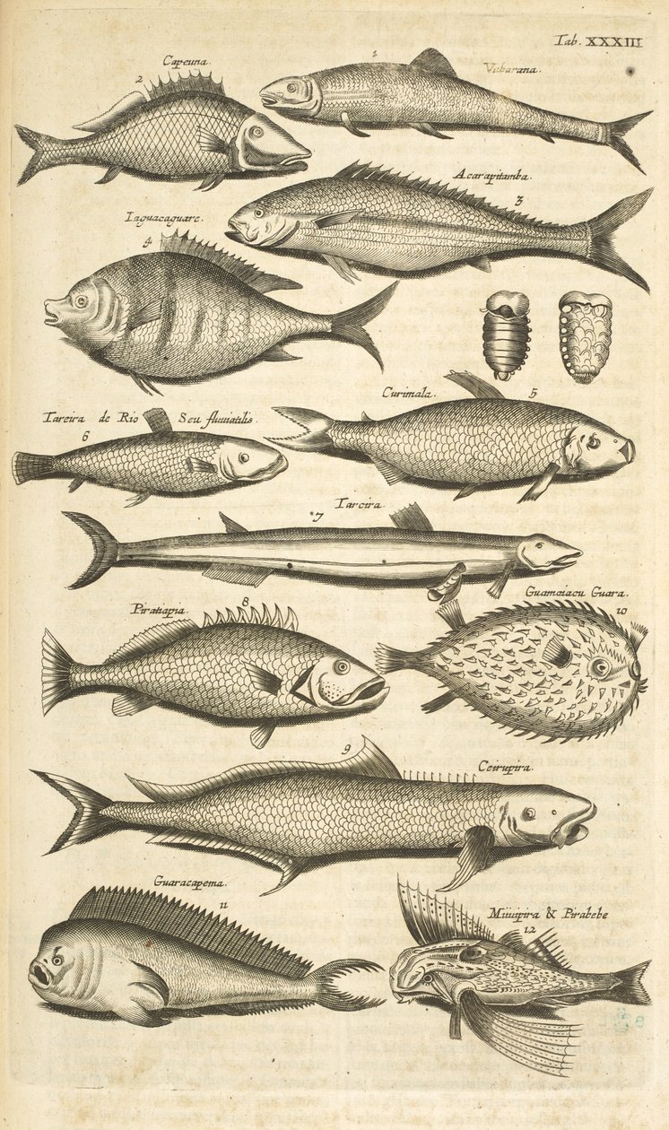 Tafel XXXIII, Stachelige Fische, Illustration aus 