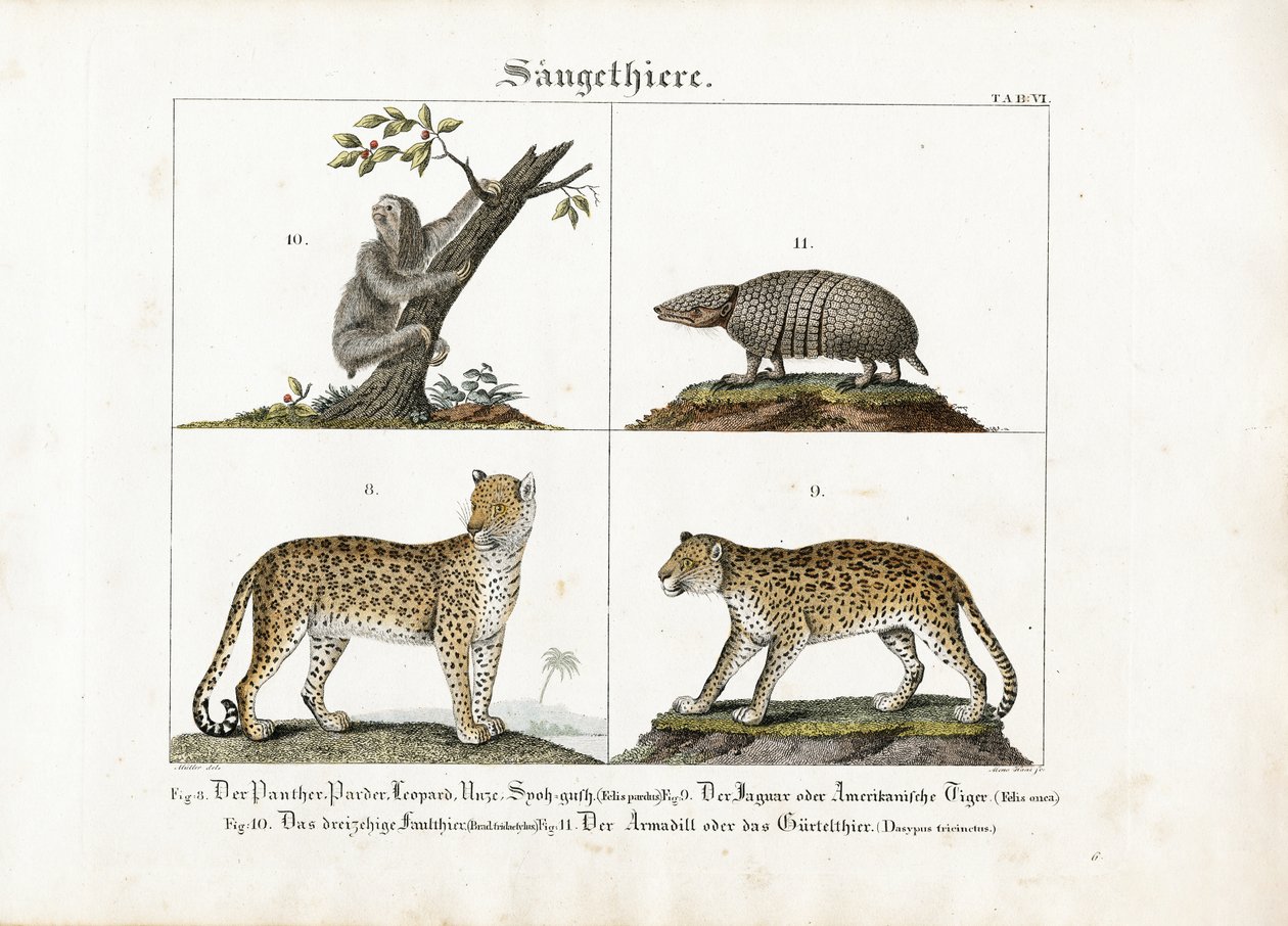 Exotische Säugetiere: Großkatzen, Faultier und Gürteltier von Meno Haas
