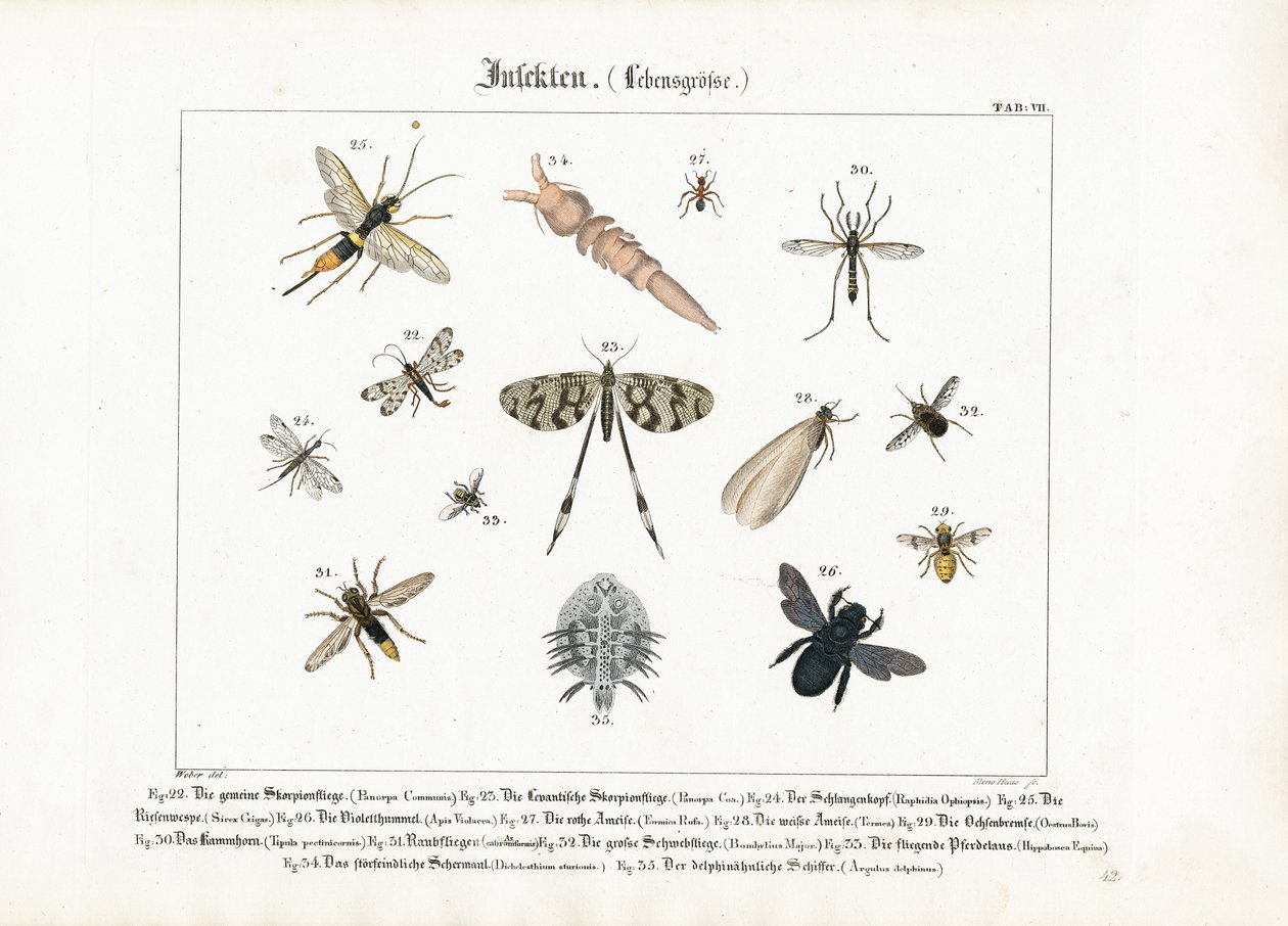 Verschiedene Insekten mit Fokus auf Hymenoptera und Diptera von Meno Haas