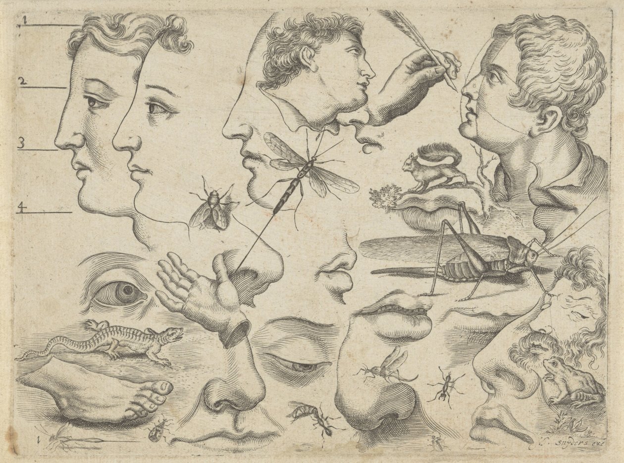 Studienblatt mit Zeichenbeispielen: Köpfe, Körperteile und Tiere von Michael Snijders