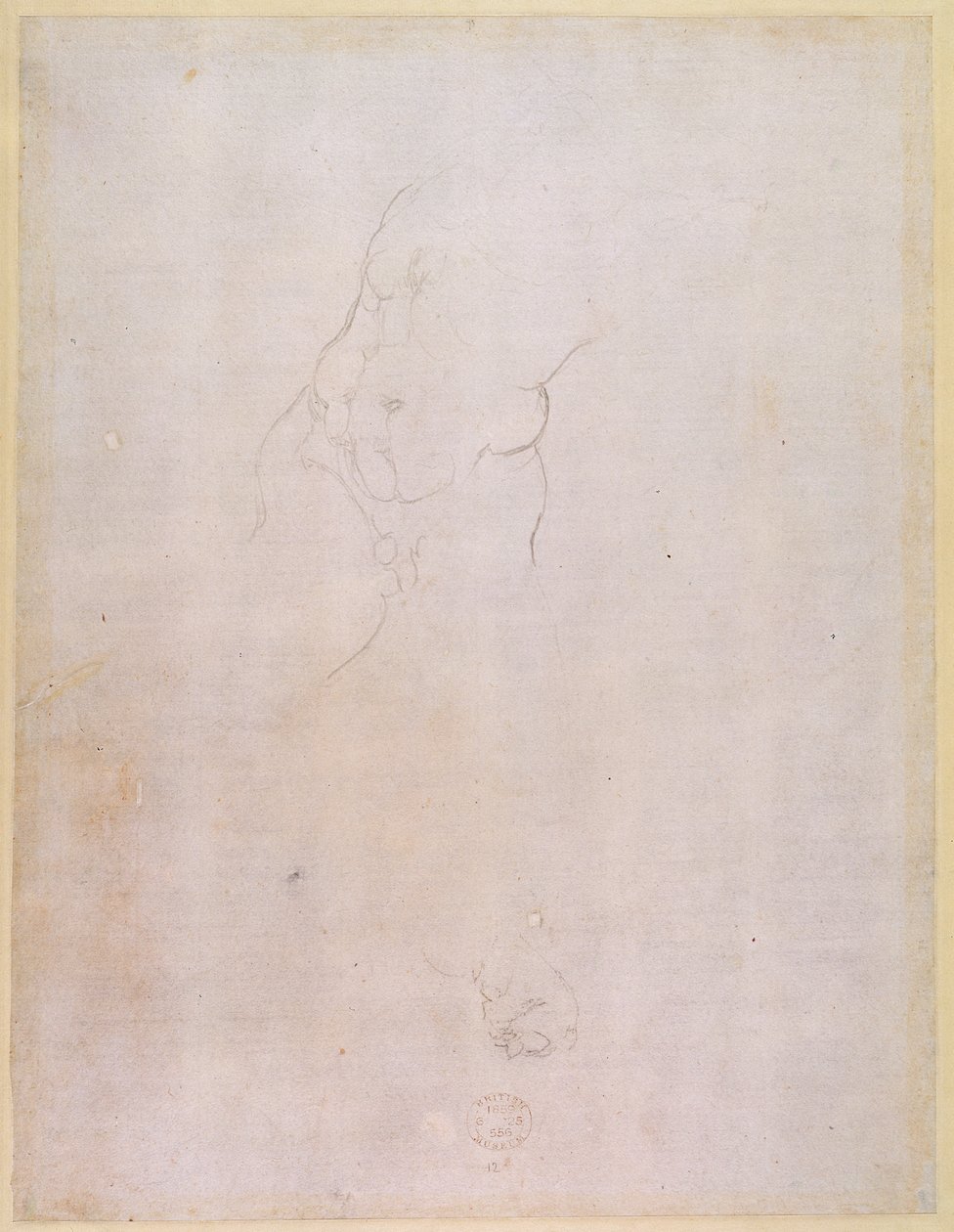 Studie eines männlichen Torsos (verso) von Michelangelo Buonarroti