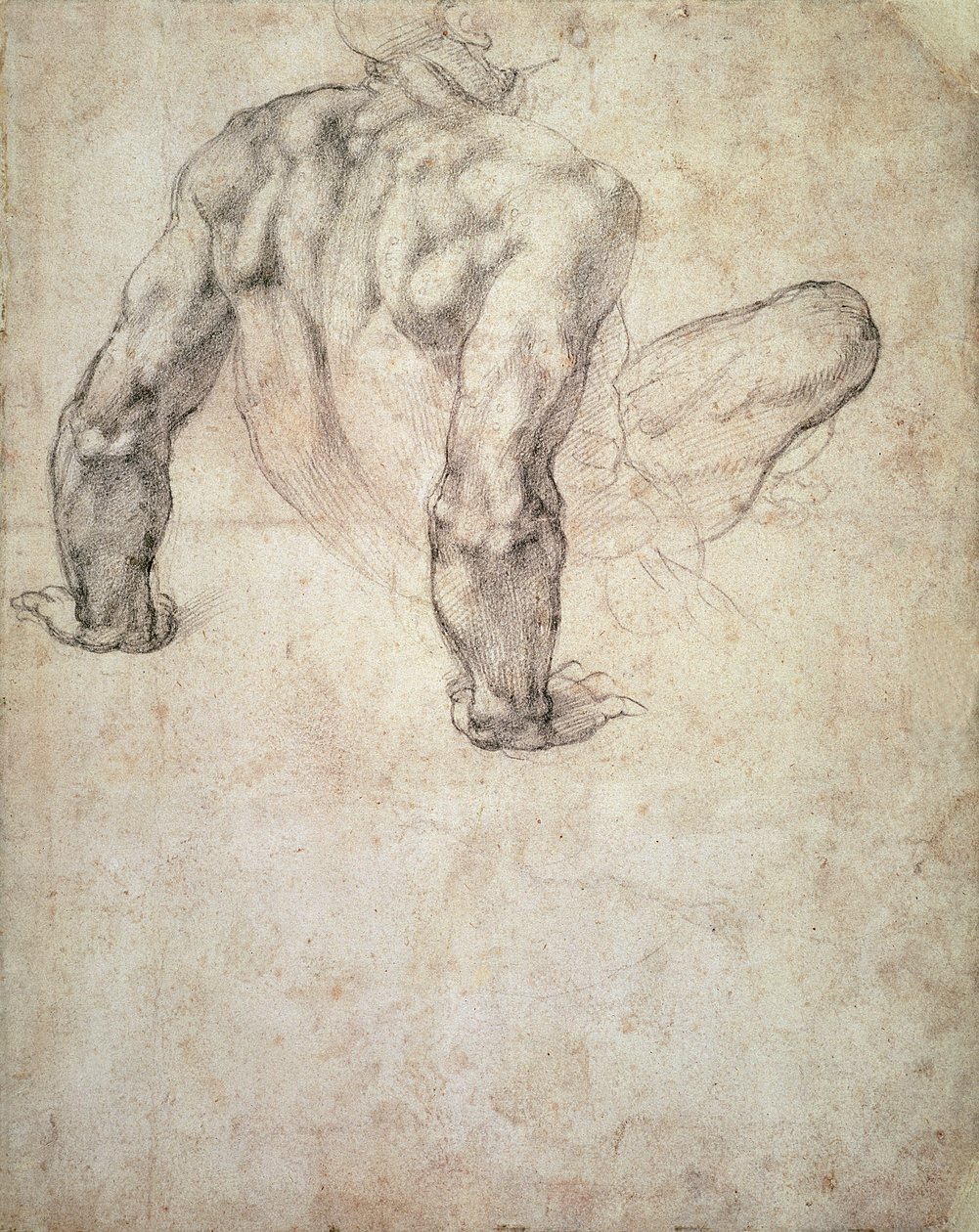 Studie eines männlichen Aktes, der sich auf seine Hände stützt von Michelangelo Buonarroti