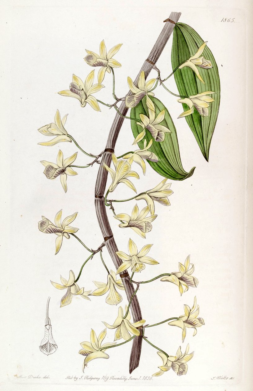 Dendrobium aphyllum (als syn. Dendrobium macrostachyum) von Miss Drake
