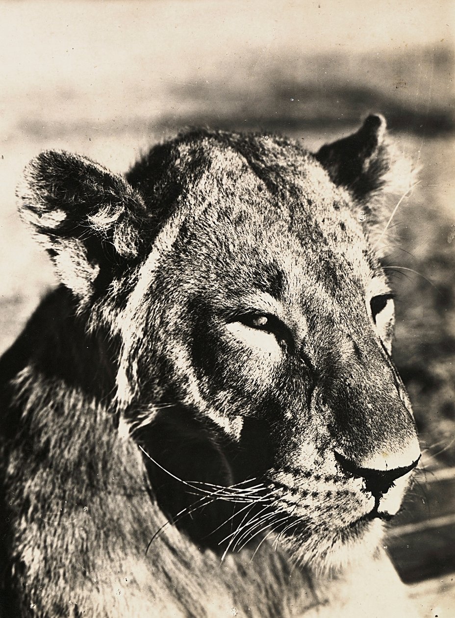 „Ein Imperium aufbauen“ im faschistischen Zeitalter: Kopf eines Löwen, 09.05.1936 von Modestino Baldinetti