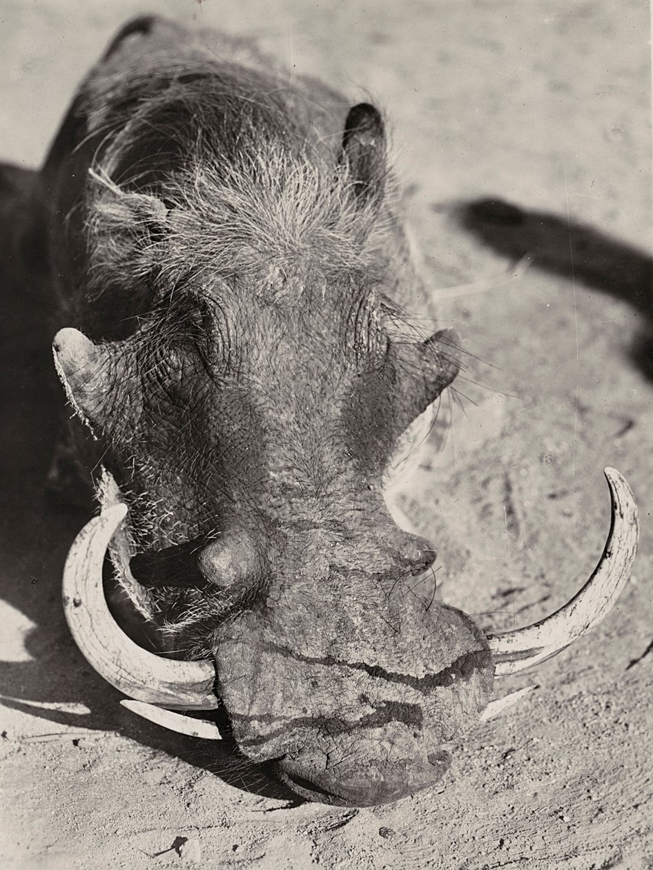 „Ein Imperium aufbauen“ im faschistischen Zeitalter: Kopf eines Wildschweins, 09.05.1936 von Modestino Baldinetti