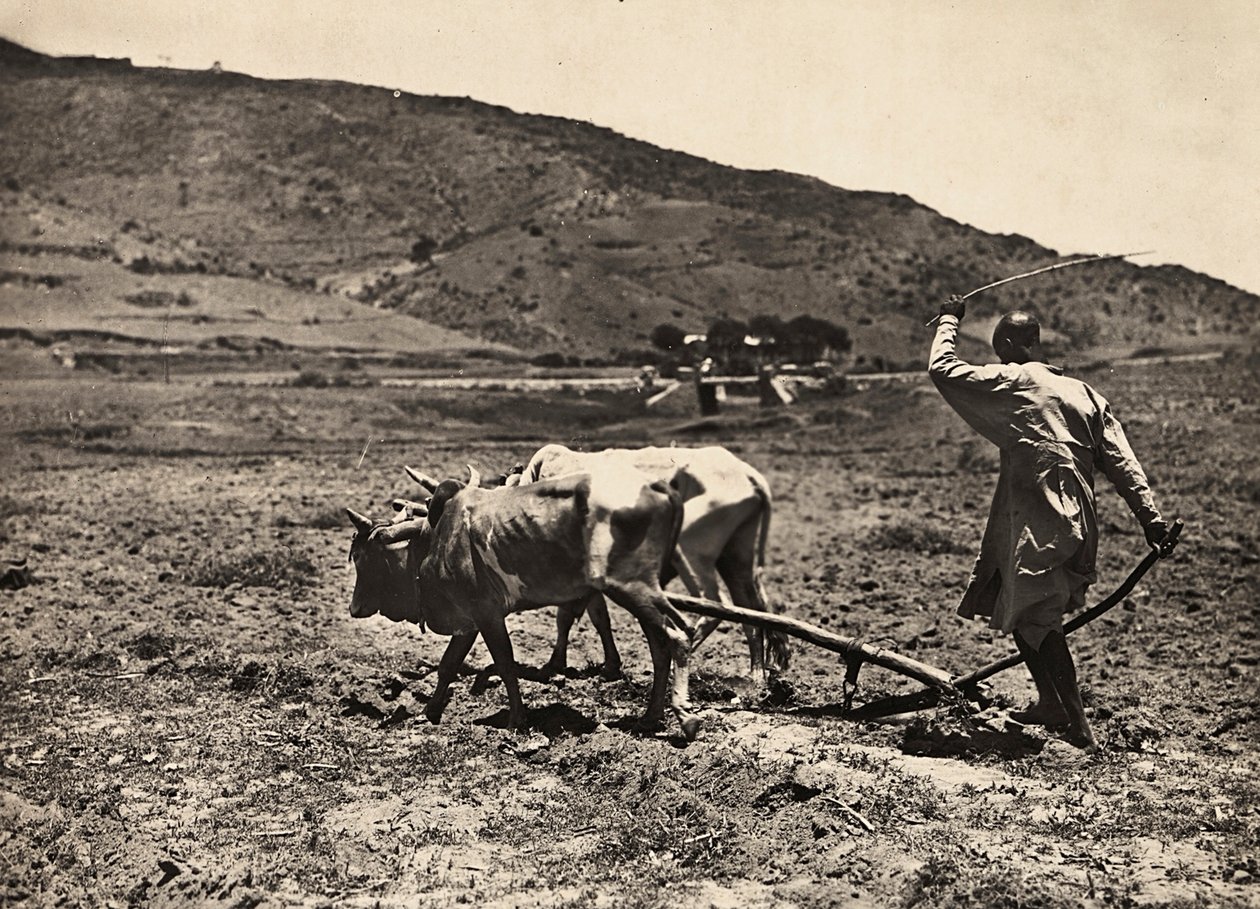Pflügen auf dem Altopiano, 09/05/1936 von Modestino Baldinetti