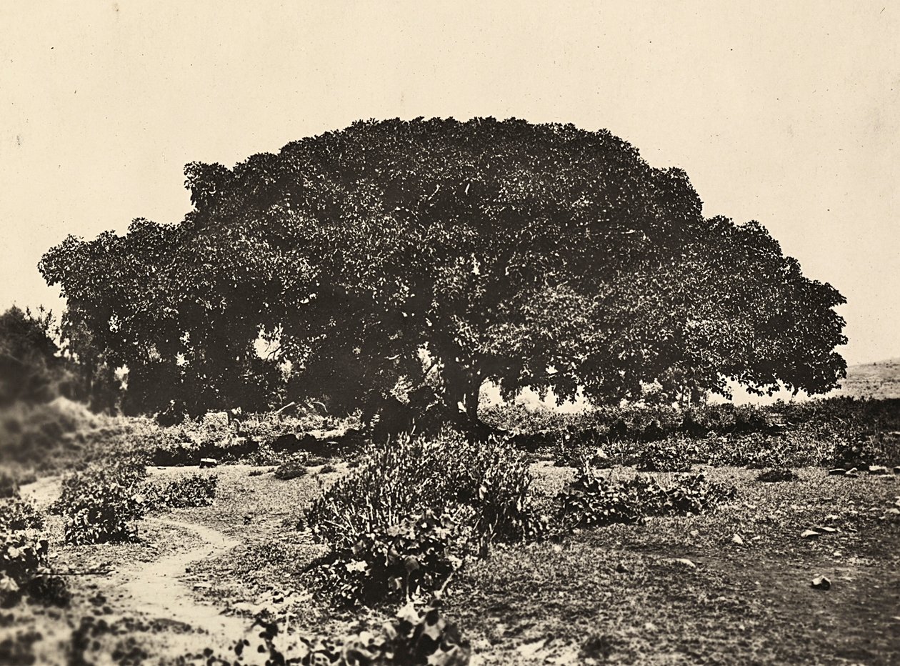 „Ein Imperium aufbauen“ im faschistischen Zeitalter: der „Sicomoro“, Gerichtshof italienischer Gefangener 1896 in Adua, 09/05/1936 von Modestino Baldinetti