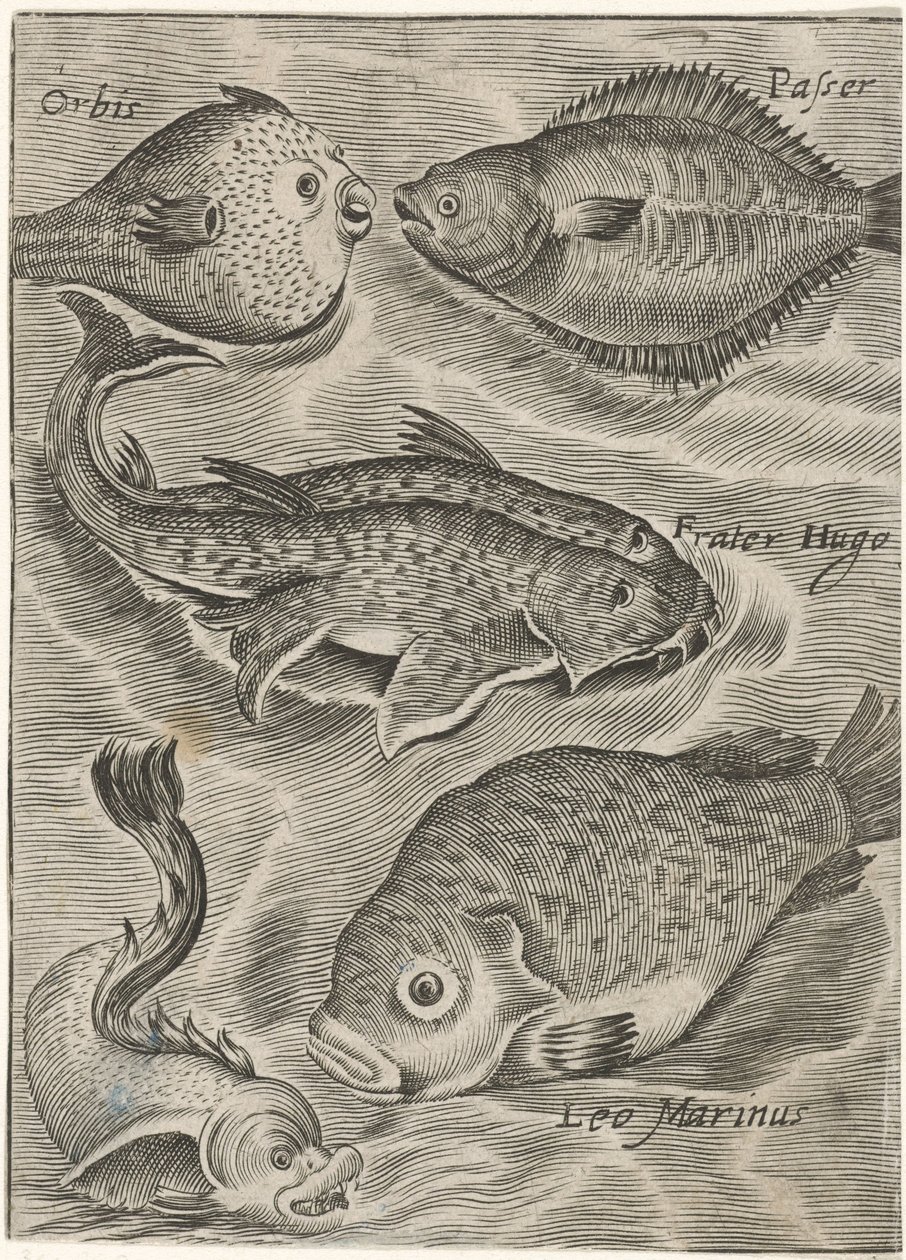 Studienblatt mit verschiedenen Fischen von Monogrammist P+P
