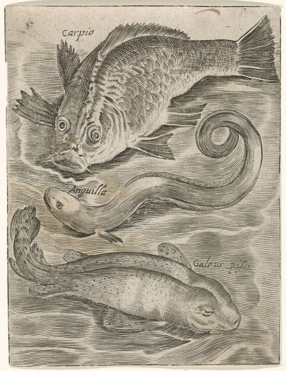 Studienblatt mit drei Fischen (Piscium vivae icones) von Monogrammist P+P