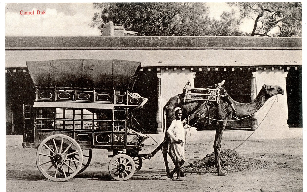 Kamel-Dak, ca. 1911-12 (Sepia-Foto) von Moorli Dhur and Sons