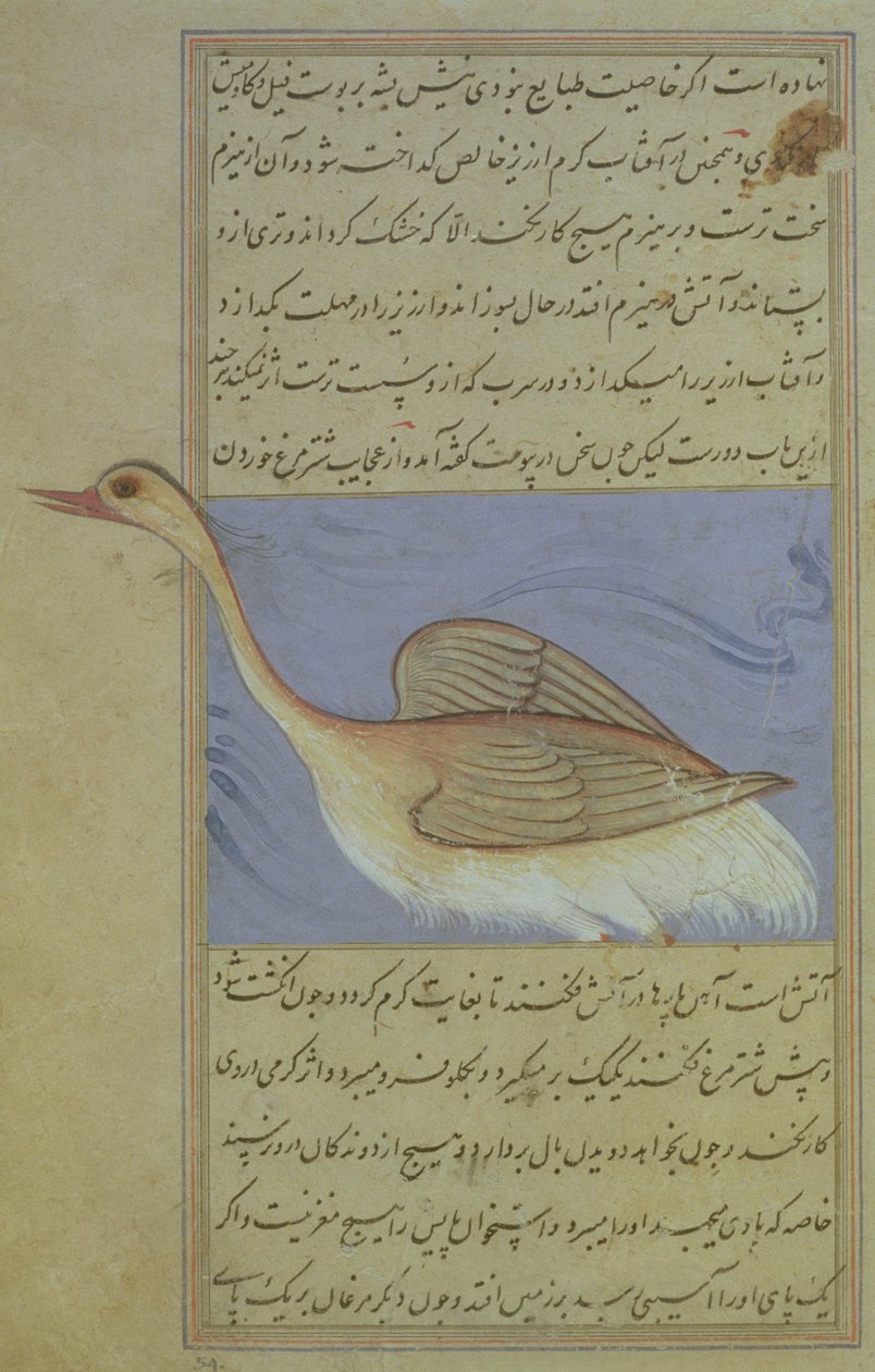 Ein Schwan, aus Nuzhat-Namah IAlai, 1599 (1007 Hijra) von Mughal School