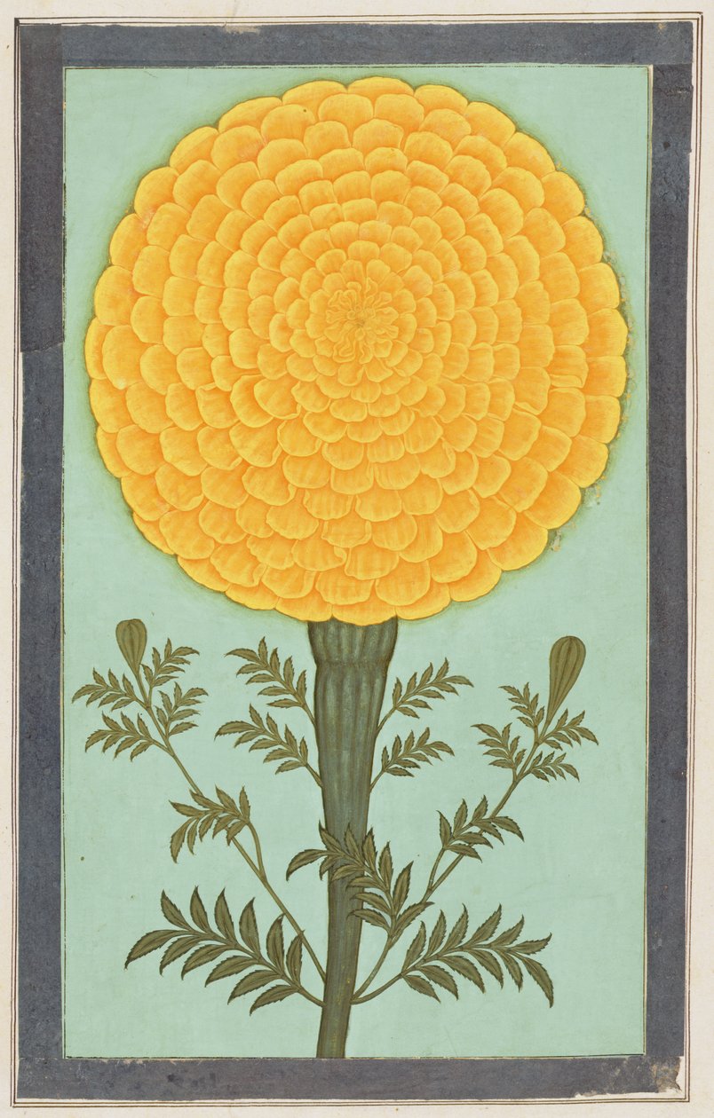 Eine Ringelblume, aus dem Small Clive Album von Mughal School