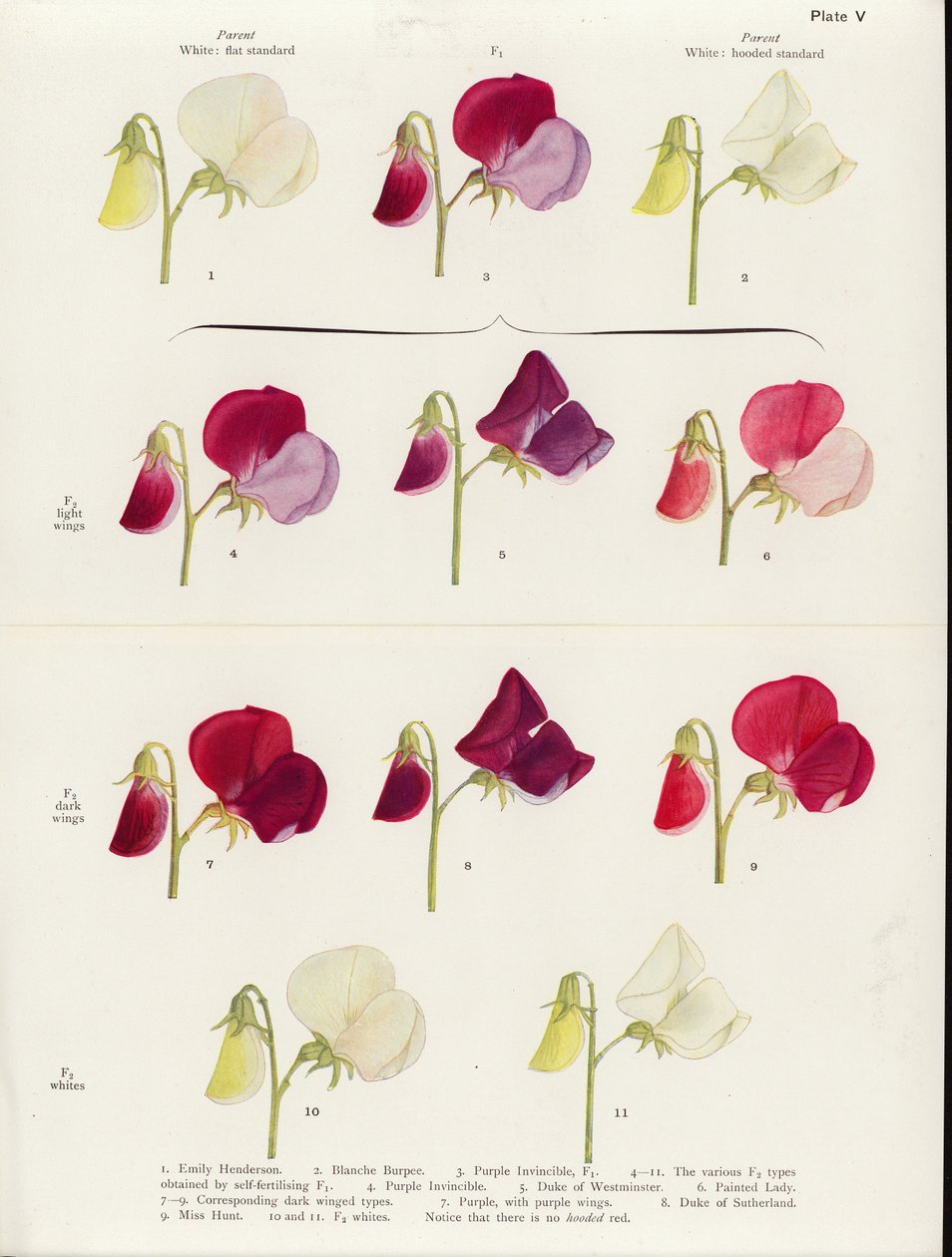 Falsche Allelomorphie bei Süßerbsen von Muriel Wheldale (after) Onslow