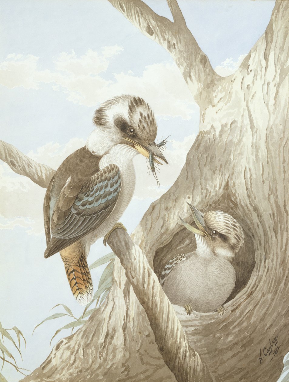 Kookaburras füttern an einem Nest in einem Baum, 1892 von Neville HP Cayley