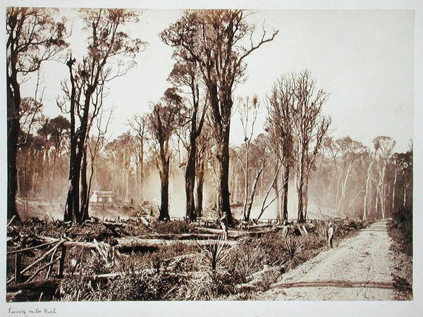 Seventy-Mile Bush von New Zealander Photographer
