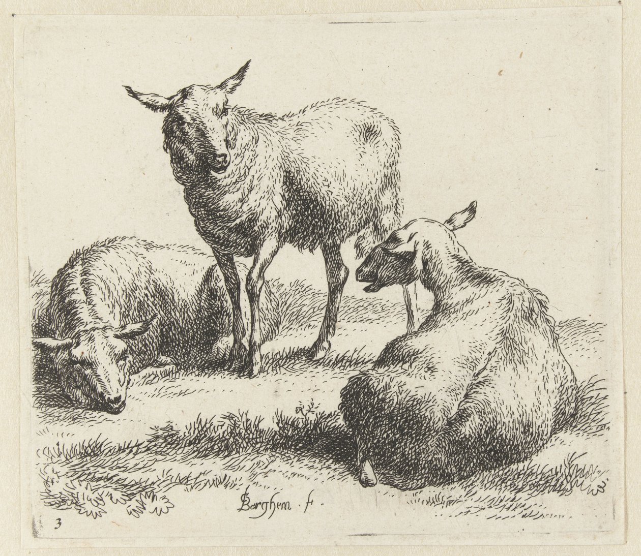 Drei Schafe. Animalia ad vivum delineata et aqua forti aeri impressa Studio et Arte Nicolai Berchemi von Nicolaes Pietersz Berchem