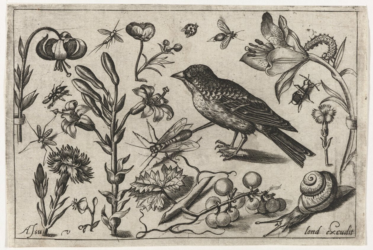 Blumen, eine Schnecke und ein Vogel Vögel, Blumen, Insekten etc. (Serientitel) von Nicolaes de Bruyn (possibly)