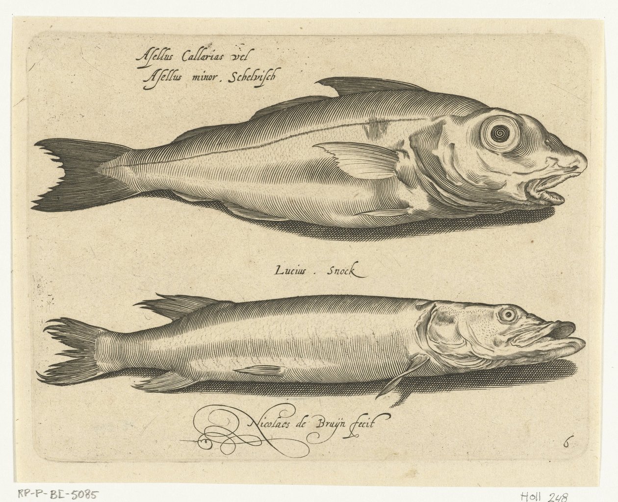 Schellfisch und Hecht von Nicolaes de Bruyn