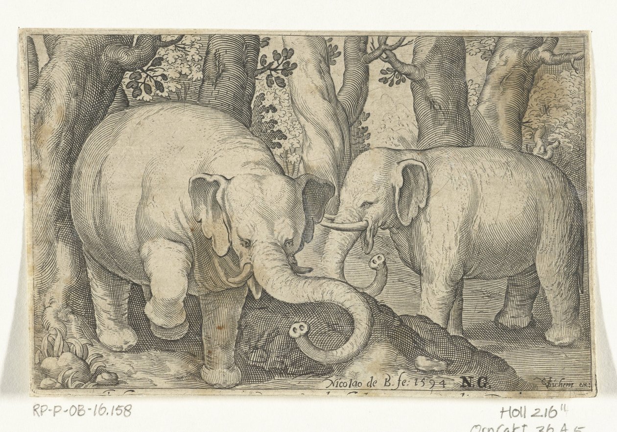 Zwei Elefanten von Nicolaes de Bruyn