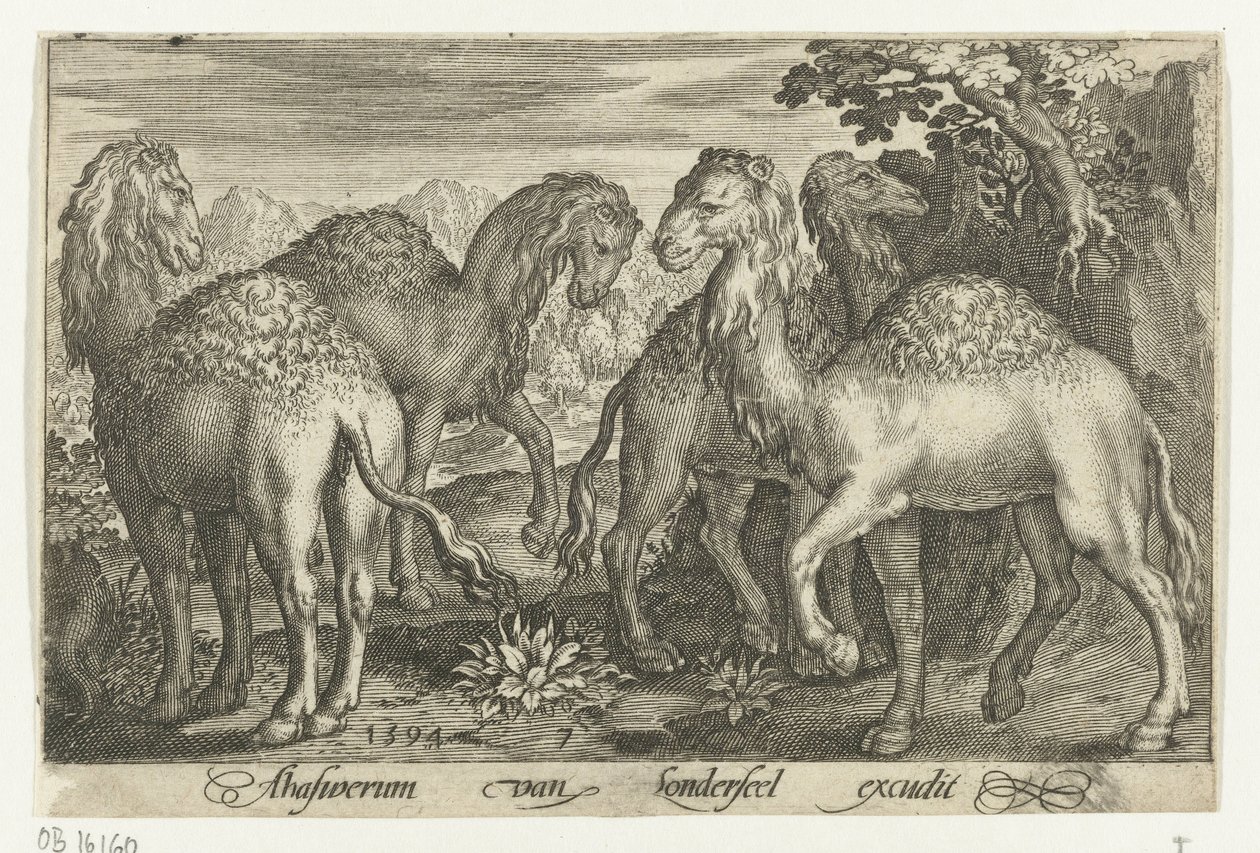 Vier Dromedare von Nicolaes de Bruyn